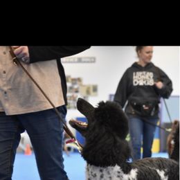 Piper - Poodle