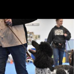 Piper - Poodle