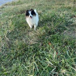 Chevy - Black and tan parti male Pomeranian puppy in Clinton, Tennessee from Liza’s Aussies & Poms