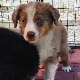 RMF - Red merle female Australian Shepherd puppy in Sunbright, Tennessee from Laudrick Aussies