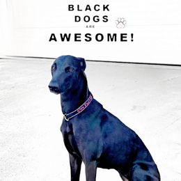 Halo - Lurcher
