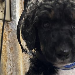 Boy 2 - Parti Poodle puppy in New Braunfels, Texas from Angelic Goldens