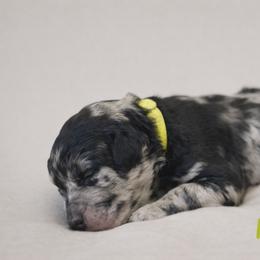 Karen Wheeler - Blue merle female Bernedoodle puppy in Bennett, Colorado from Darling Paws Bernedoodles, LLC