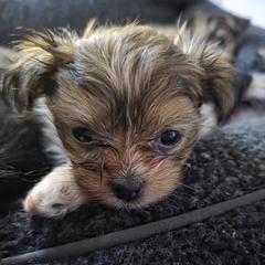Mi-Ki puppies from Moonstone miki's