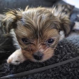 Mi-Ki puppies from Moonstone miki's