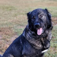 Armenian Gamprs from Tribble Hill Farm