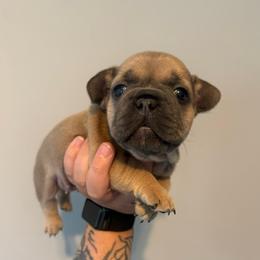 Blue Fawn Girl - Blue fawn female French Bulldog puppy in Grafton, Ohio from K&J Frenchies