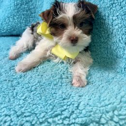 LEO - Chocolate, tan and white male Yorkshire Terrier puppy in Shelton, Washington from Cute Yorkies