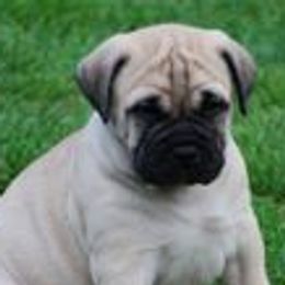 Bullmastiffs and Sussex Spaniels from Ol West Bullmastiffs and Sussex Spaniels