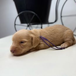 Rey - Cream female Dachshund puppy in Goodyear, Arizona from D&C Royal Dachshunds