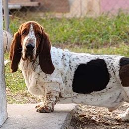 Zeus - Basset Hound