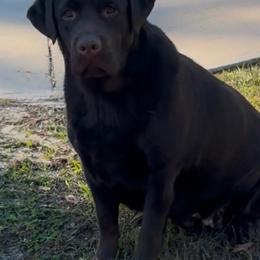 Veda - Chocolate female Labrador Retriever puppy in Ocala, Florida from Moon river Labradors