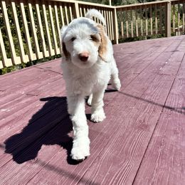 Black Widow (White Parti) - Parti Goldendoodle puppy in Morgan Hill, California from Soni the Doodle