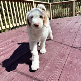 Black Widow (White Parti) - Parti Goldendoodle puppy in Morgan Hill, California from Soni the Doodle