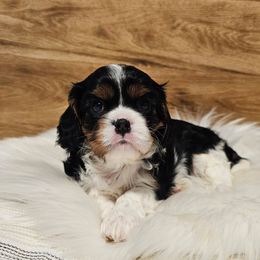 AKC Luna - Tri-color female Cavalier King Charles Spaniel puppy in Bonney Lake, Washington from House of Happy Cavaliers