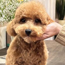 Italy - Poodle