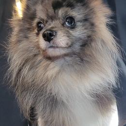 Pomeranians from Fluffy Puppies