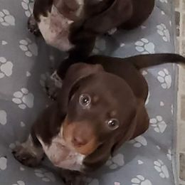 Dachshund Puppies from Newbern's Nuggets