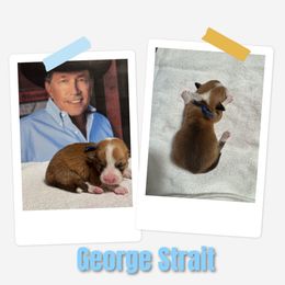 Boy 3 - White and red male Pembroke Welsh Corgi puppy in Athens, Alabama from Southern Sass Corgis