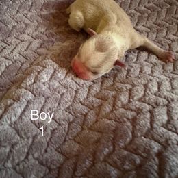 Boy 1 - Lilac female Boston Terrier puppy in Charleston, West Virginia from Mountain Momma Bostons