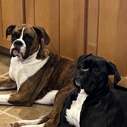 Boxers from Holly's Boxers of Rochester