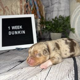 DUNKIN - Red merle male Miniature Australian Shepherd puppy in Peoria, Arizona from B My Sunshines Mini Aussies