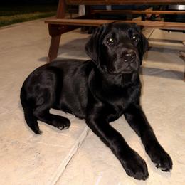 Korra - Black female Labrador Retriever puppy in Murrieta, California from The Golden Leash Kennels