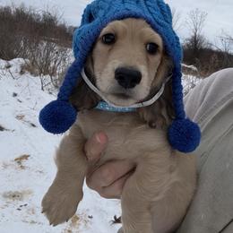 Dillard price 5000dollars - Cream male Dachshund puppy in Crystal, Michigan from Mare-bella Dachshunds