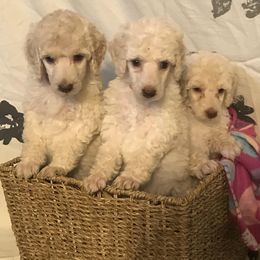 Goldendoodle and Poodle Puppies from Posh Poodles and Doodles