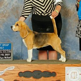 Madison - Beagle