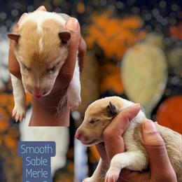Smerle Boy - Smooth - Sable merle and white male Collie puppy in Dickson, Tennessee from Ceilidh Collies