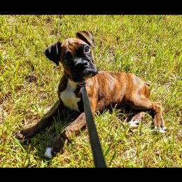 Boxer Puppies from Whynot Blue Ridge Mountain Boxer's