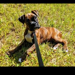 Boxer Puppies from Whynot Blue Ridge Mountain Boxer's