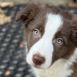 Border Collies from Spotted Dreams Farm