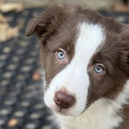 Border Collies from Spotted Dreams Farm