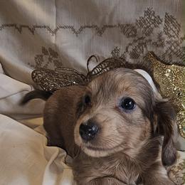 Gigi - Gray (blue) and tan female Dachshund puppy in Bergen, New York from T. Rex Doxies & Friends