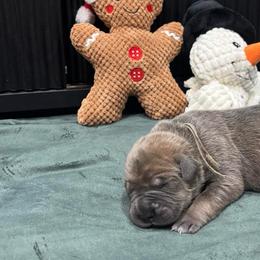 Prancer - Gray and fawn female Cane Corso puppy in Utah from 3Lake Kennelz