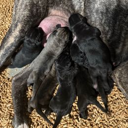 Male 2 - Black male Cane Corso puppy in Cashion, Oklahoma from APEXOK Cane Corsos LLC