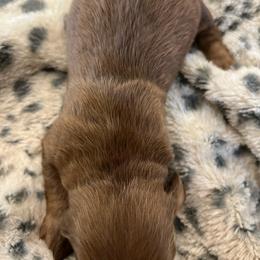 Girl 2 - Red female Dachshund puppy in Garfiled, Arkansas from Iron Bear Livestock & Dachshunds