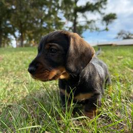 Brock Male 2 - Wild boar male Dachshund puppy in Rusk, Texas from McCann Creek