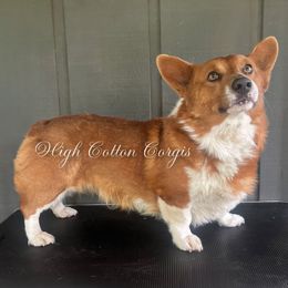 Davy - Pembroke Welsh Corgi