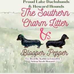 Dachshund puppies from Howard Hounds