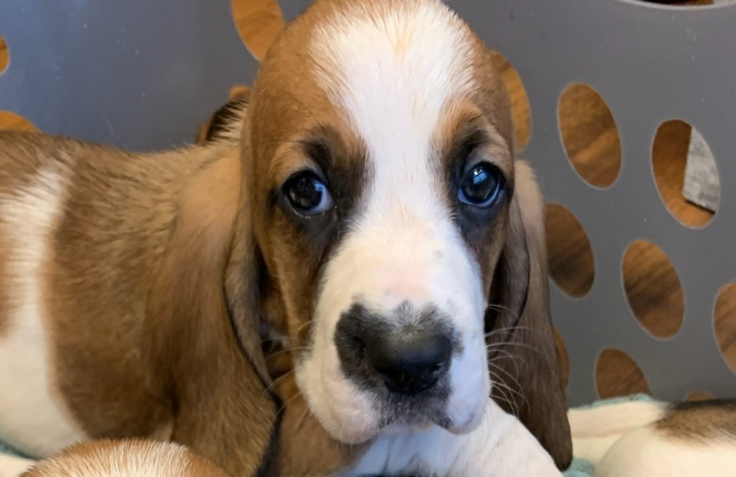 Basset Hound All Grown Up from Bodenhamer Hounds