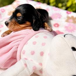 AKC - Zoey - Black and tan female Dachshund puppy in Omaha, Nebraska from Colorful Dachshunds