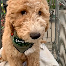 Goldendoodle Puppies from Lundee Doodles