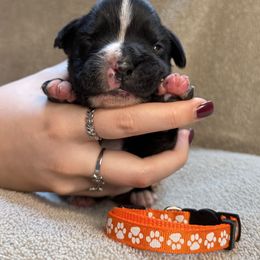 Orange - Brindle Boxer puppy in Mooresboro, North Carolina from Echo Hollow Boxers