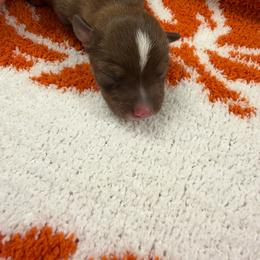 Bates - Chocolate and tan male Chihuahua puppy in Seneca, Missouri from Stephanie’s Puppy Colony