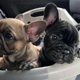 French Bulldog Puppies from Stratton Kennel