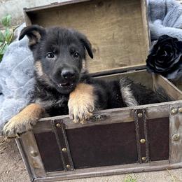 Sansa Stark - Bi-color female German Shepherd puppy in Chino, California from BlueStone K9
