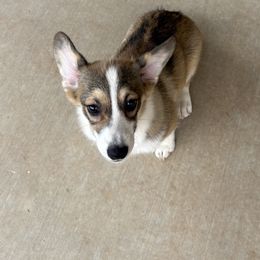 Boy 1 - Red male Pembroke Welsh Corgi puppy in Tucson, Arizona from Sierrita Mountain Corgis